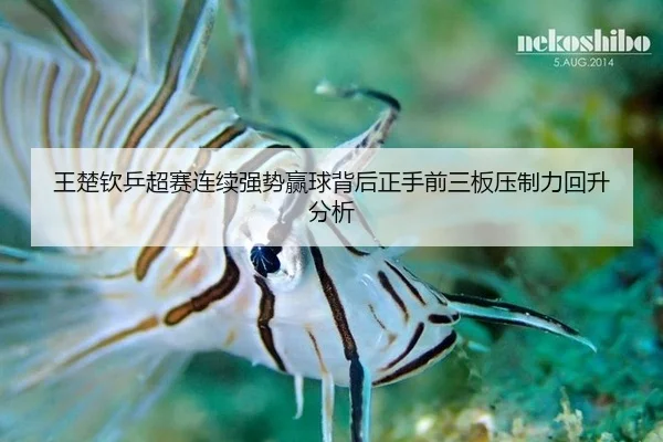 王楚钦乒超赛连续强势赢球背后正手前三板压制力回升分析